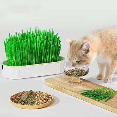Cat Grass Box