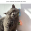 Catnip Ball Toy for Cats – view 5
