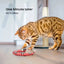Bengal cat playing with a red interactive snake toy on the floor