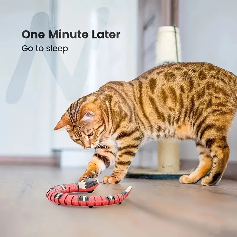 Bengal cat playing with a red interactive snake toy on the floor