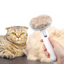 Cat being groomed with a pet grooming brush on a white background